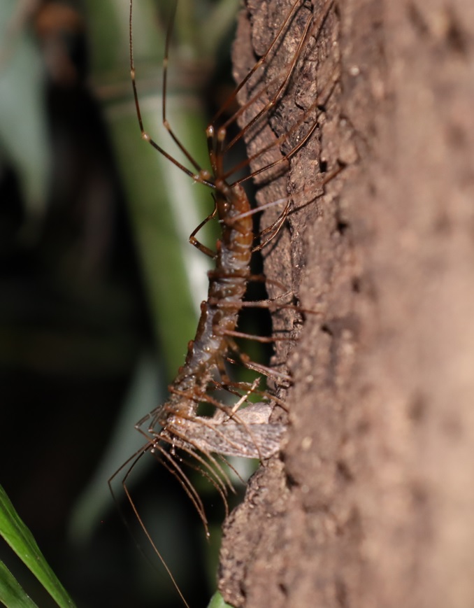 大木クヌギ_目線左_キノカワガを捕食するオオゲジ_2021年7月29日20時25分頃 気温29度